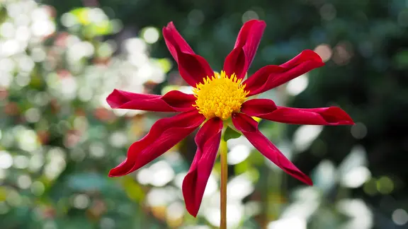 Rote Blüte mit gelber Mitte einer Stern-Dahlie.