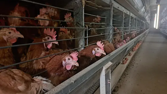 Hühner in ihren Käfigen in einem Hühnerstall