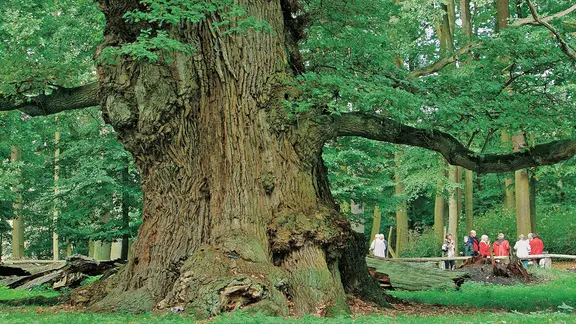 Stamm eines mächtigen Eichenbaumes im Waldgebiet Ivenacker Eichen