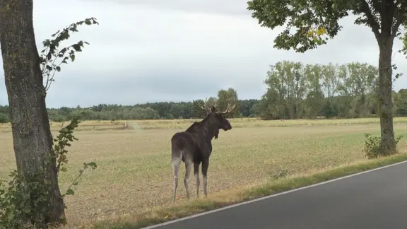Ein Elch war erst im Wendland, dann in Sachsen-Anhalt unterwegs.