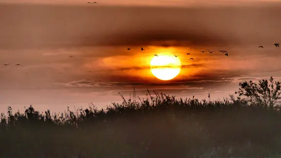 Vögel fliegen durch den Sonnenaufgang im Landschaftsschutzgebiet Wildes Moor.