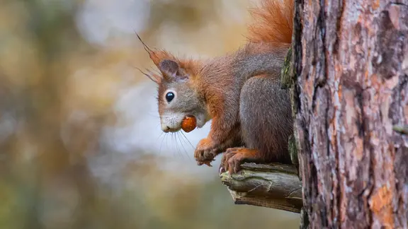 Ein Eichhörnchen beim Fressen