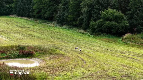 Zwei Kraniche in der Natur.