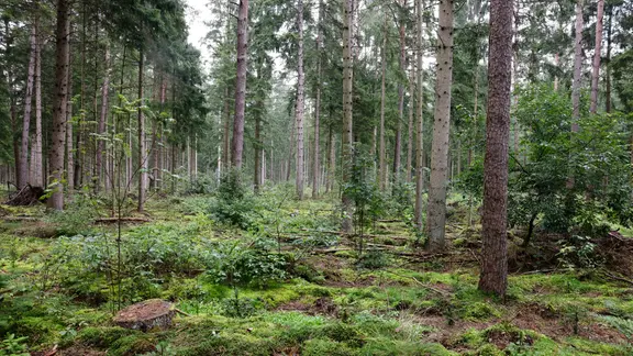 Regen fällt auf Bäume in einem Wald im Kreis Segeberg.