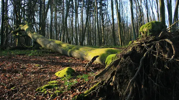 Ein entwurzelter Baum liegt im Nationalpark Jasmund auf Rügen