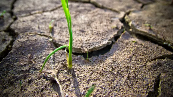 Junger Grashalm steckt in vertrockneter Erde