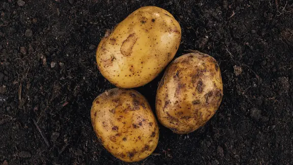 Drei Kartoffeln liegen auf der Erde.