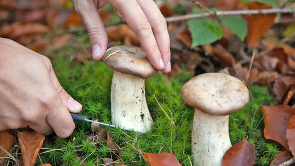 Jemand sammelt im Wald einen Pilz. 