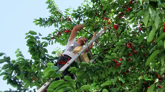 Ein Mann steht mit einer Leiter in einem Baum und pflückt Kirschen.