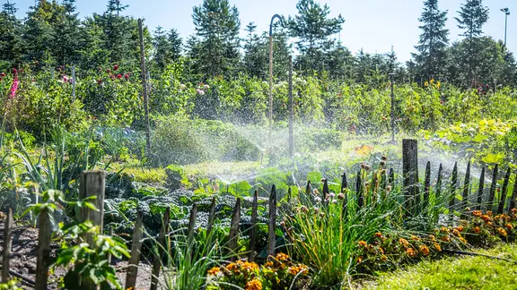 Ein Gemüsegarten wird automatisiert gewässert.