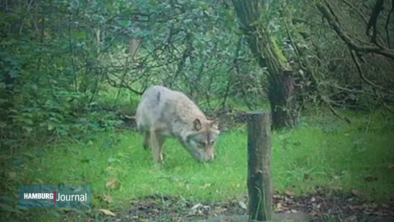 Ein Foto von einem Wolf.
