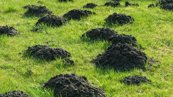 Maulwurfshügel auf einer Grasfläche.