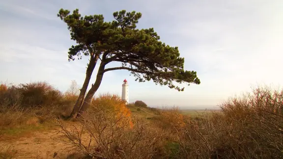 Blick über die Landschaft Hiddensees. Ein Baum steht auf einer weiten Wiesenfläche. Am Horizont steht der weit entfernte Leuchtturm Dornbusch.