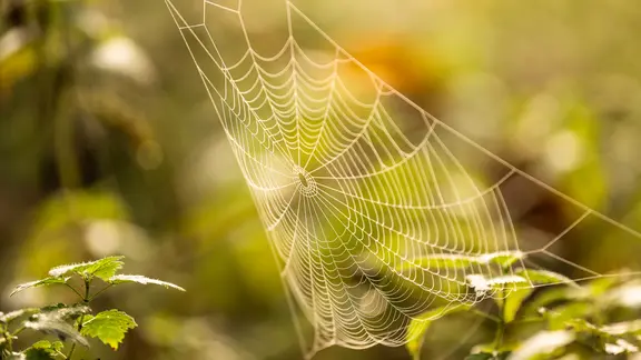 Spinnennetz im Morgenlicht