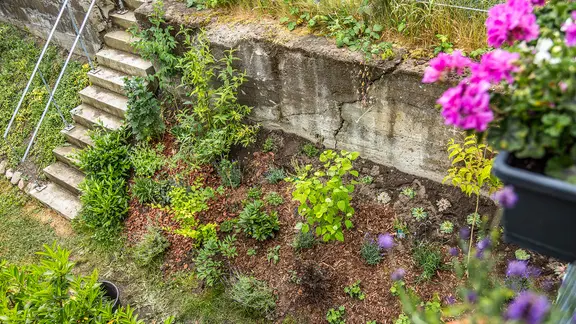 Neue Bepflanzung an einem Hang mit Steintreppe.