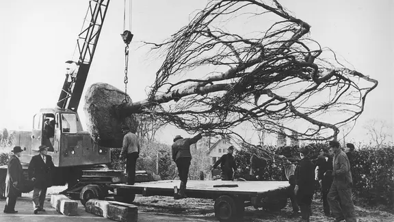 Mitarbeiter der Baumschule Lorenz von Ehren verladen Mitte der 50er-/Anfang der 60er-Jahre einen tonnenschweren Baum.