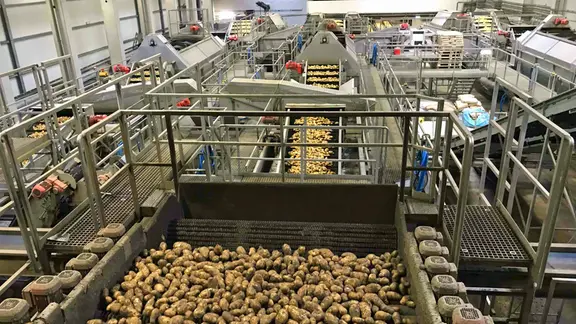 In der Produktion von Wernsing. Die Kartoffeln werden für die Weiterverarbeitung gewaschen.
