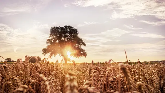 Sonnenstrahl beleuchtet einen einzelnen Baum auf einem Feld in Niedersachsen