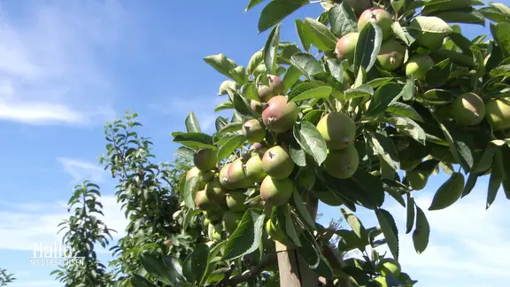 Äpfel hängen an einem Baum.