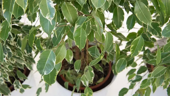 Eine Birkenfeige (Ficus benjamina)