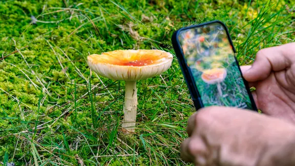 Eine Person, die mit einer Smartphone-App einen giftigen Wildpilz im Waldmoos identifiziert.