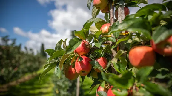 Äpfel hängen auf einem Obsthof im Alten Land am Baum.