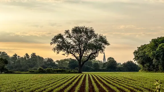 Ein Feld mit Bäumen und einem Kirchturm in Nienburg