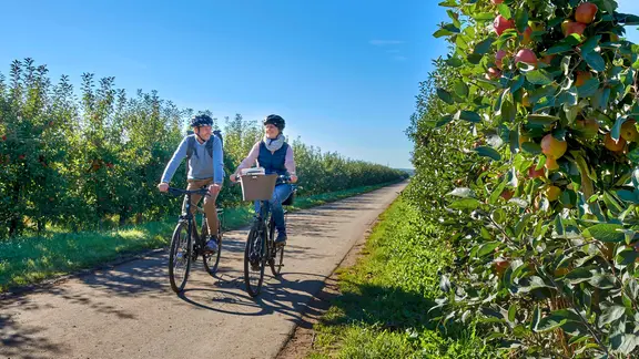 Zwei Radfahrende fahren zwischen Apfelplantagen im Alten Land.