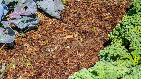 Ein Gartenweg aus Rindenmulch