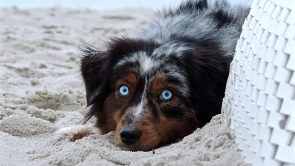 Australian Shepherd Hündin Mila am Strand.