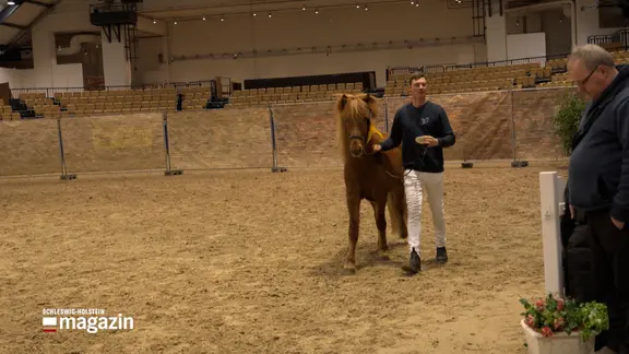 Ein Pferd wird bei einer Körung präsentiert