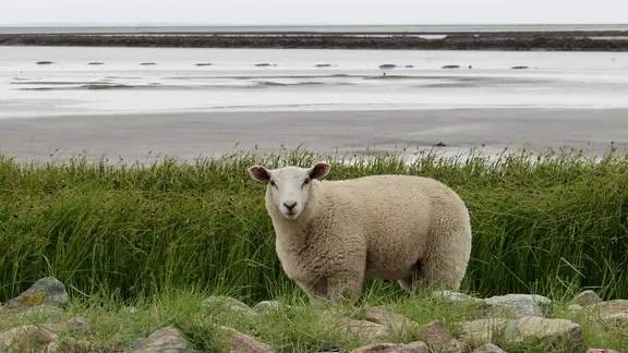 Ein Schaf stehet zwischen einigen Steinen und vor hohem Gras mit dem Blick direkt in die Kamera. Hinter dem Tier ist das Wattenmeer zu sehen.