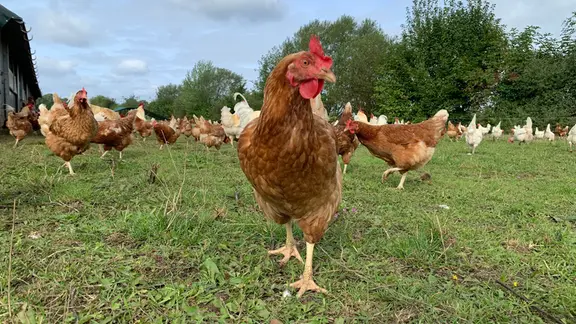 Eines der Bio-Hühner ist neugierung und guckt in die Kamera.