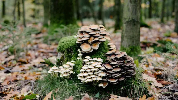 Verschiedene Pilze wachsen auf einem Baumstumpf in einem Waldstück im Deister.