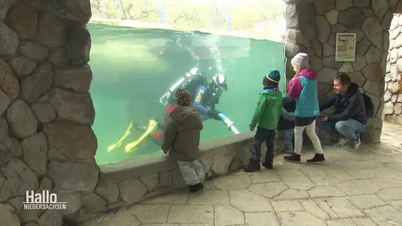 Ein Taucher reinigt die Scheiben einem Zoo-Aquariums.