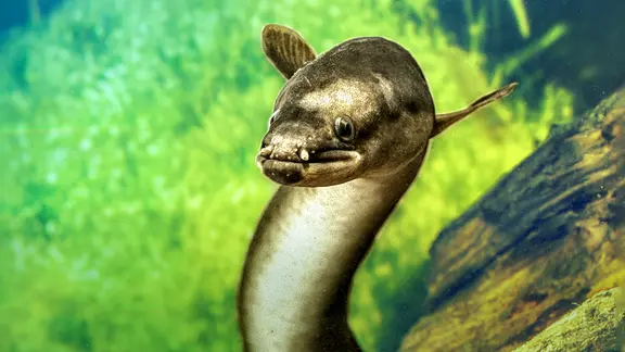 Unterwasserporträt eines aufgerichteten Aals, der quasi in die Kamera guckt.
