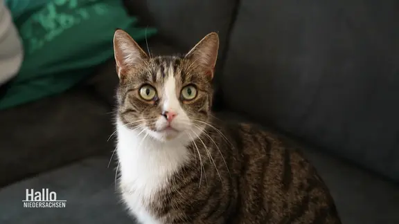 Ein Kater sitzt auf einem Sofa.