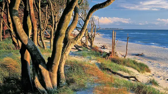 Bäume am Darßer Weststrand.