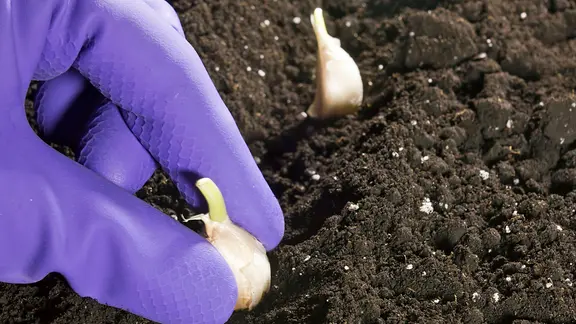 Eine Person mit lilafarbenen Gummihandschuhen pflanzt Knoblauch in ein Beet.