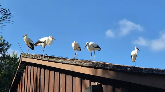 Störche sitzen auf dem Dach eines Gebäudes.