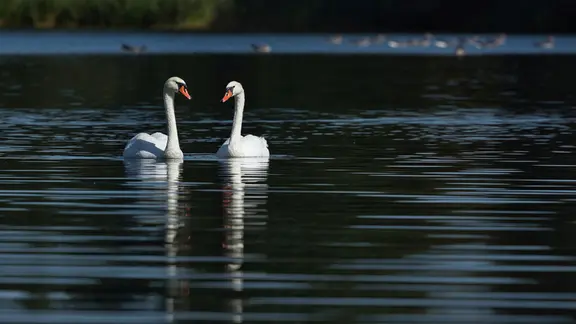 Zwei weiße Schwäne auf dunklem Wasser.