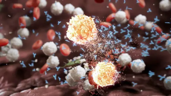 Das Immunsystem greift Zellen des eigenen Körpers an.