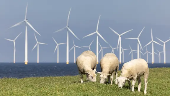 Schafe am Deich an der Nordsee. Im Hintergrund Windräder und Meer.