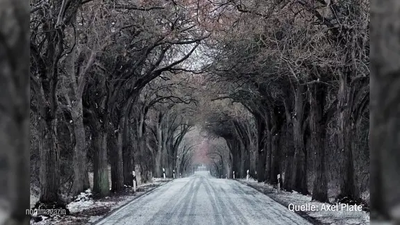 Eine gerade Straße führt durch eine Allee von hohen, blattlosen Bäumen, die sich auf beiden Seiten über die Fahrbahn neigen. Am Boden liegt leichter Schnee, und die Atmosphäre wirkt ruhig und winterlich.