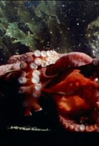 Primary photo for Oklahoma Octopus