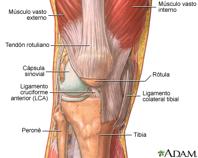 Estructura de las articulaciones