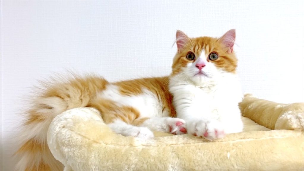 ウチの子猫「きなこ」が初めてケガをして動物病院へ行ってきた話