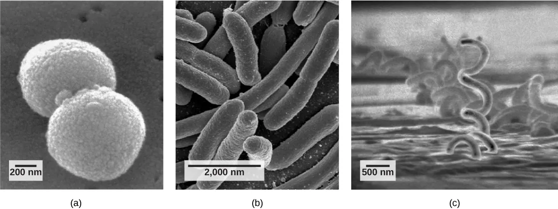 Part a: The micrograph shows ball-shaped cocci about 800 nanometers across. Part b: The micrograph shows elongated, oval-shaped bacilli about 2000 nanometers long. Part c: The micrograph shows corkscrew-shaped spirilli that are quite long and 500 nanometers in diameter.