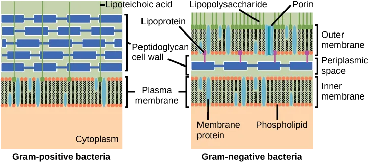 The left illustration shows the cell wall of Gram-positive bacteria. The cell wall is a thick layer of peptidoglycan that exists outside the plasma membrane. A long, thin molecule called lipoteichoic acid anchors the cell wall to the cell membrane. The right illustration shows Gram-negative bacteria. In Gram-negative bacteria, a thin peptidoglycan cell wall is sandwiched between an outer and an inner plasma membrane. The space between the two membranes is called the periplasmic space. Lipoproteins anchor the cell wall to the outer membrane. Lipopolysaccharides protrude from the outer membrane. Porins are proteins in the outer membrane that allow entry of substances.