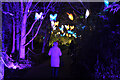 NT2475 : Christmas at the Botanics light show, Edinburgh (2) by Jim Barton